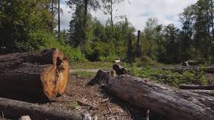 How Our Tree Care Process Works  in  Bartlett, TX